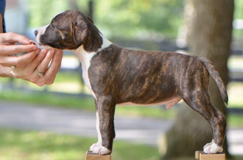 7 weeks
