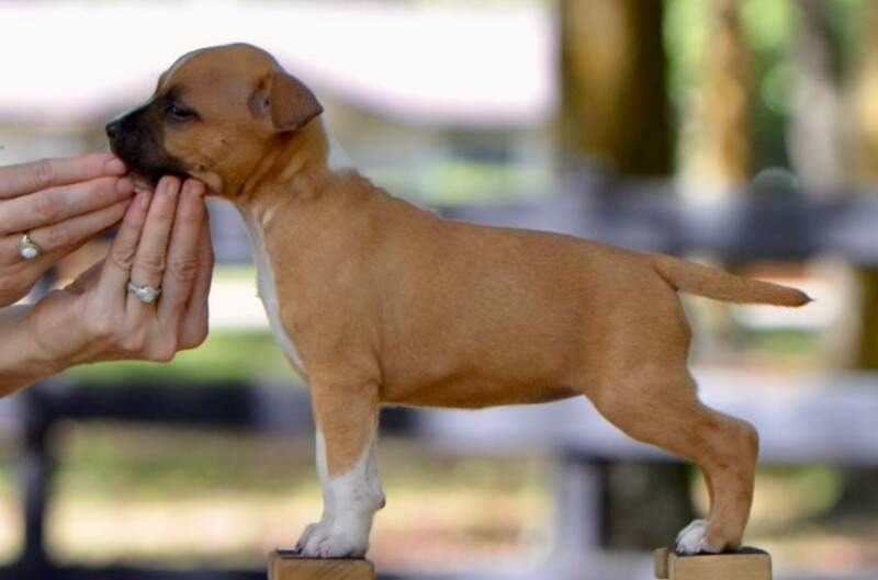 7 weeks