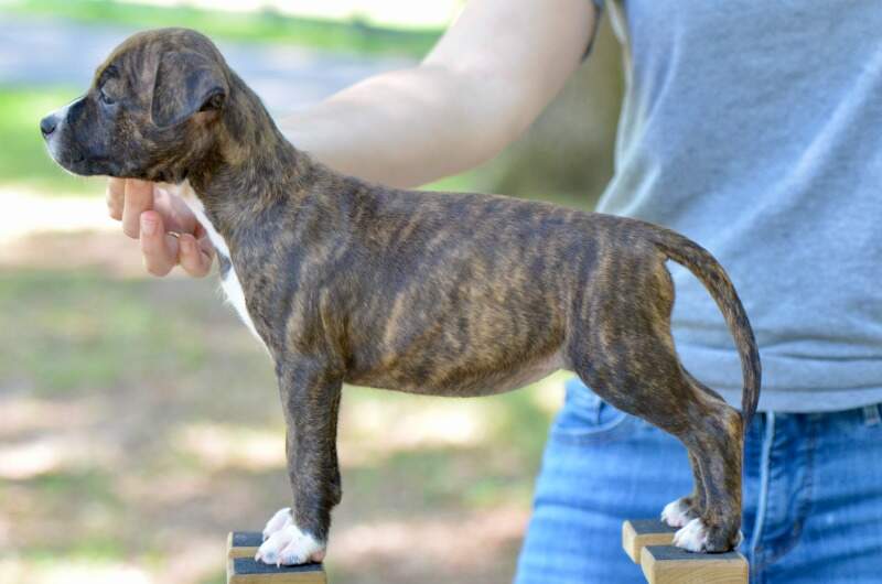 7 weeks