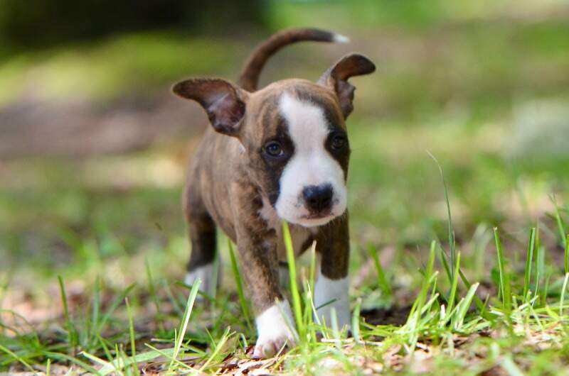 8 weeks