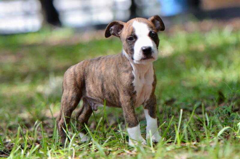 8 weeks