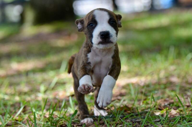 8 weeks