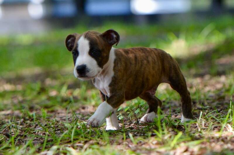 8 weeks