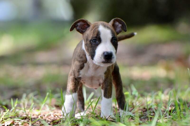 8 weeks