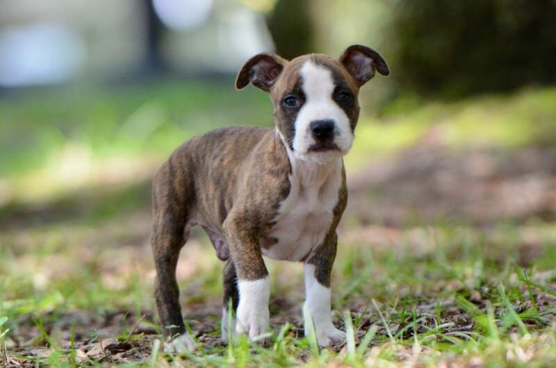 8 weeks