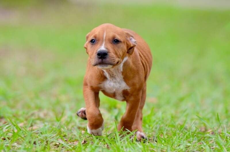 8 weeks