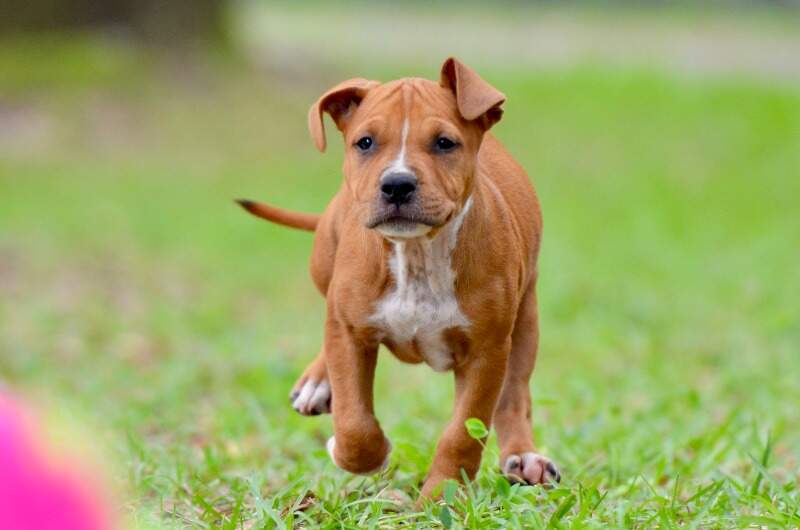 8 weeks