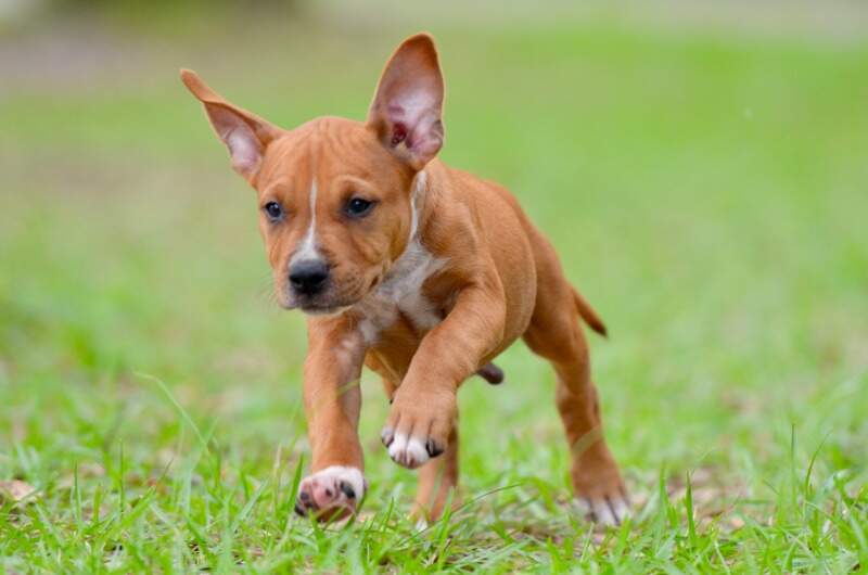 8 weeks