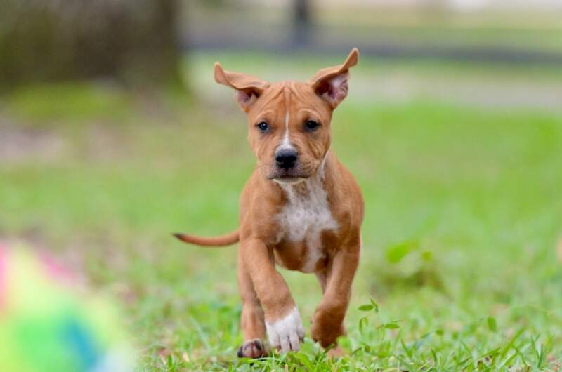 8 weeks