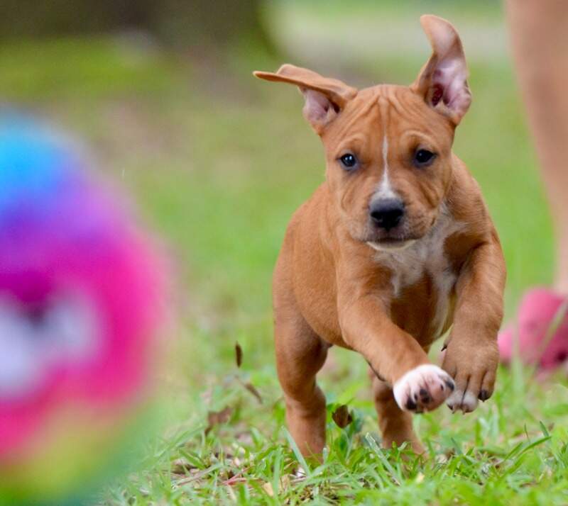 8 weeks