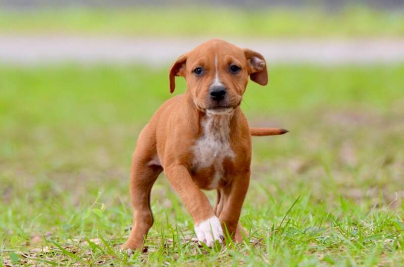 8 weeks