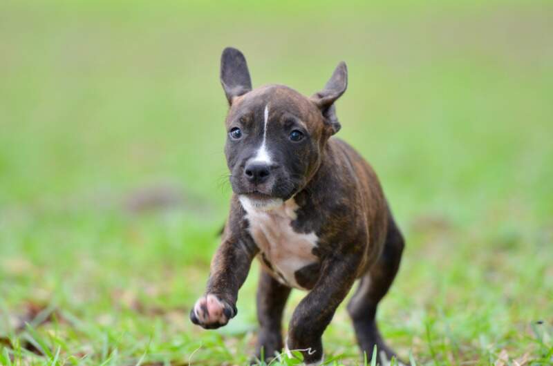 8 weeks