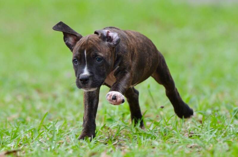 8 weeks