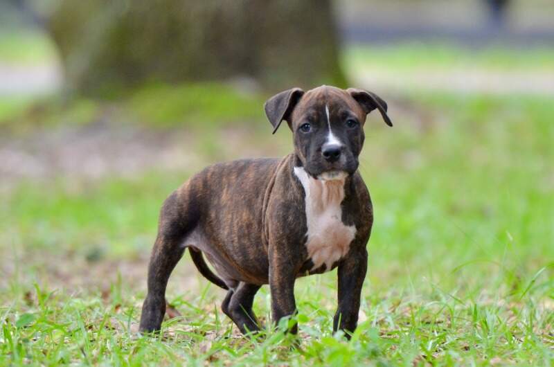 8 weeks
