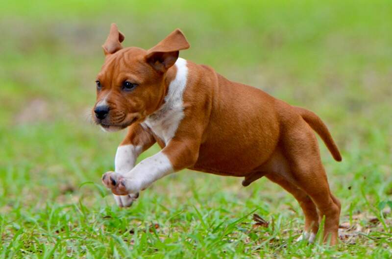 8 weeks