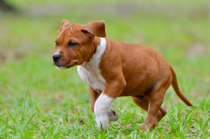 8 weeks