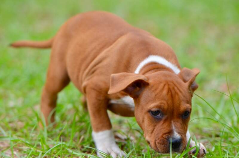 8 weeks