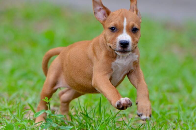 8 weeks
