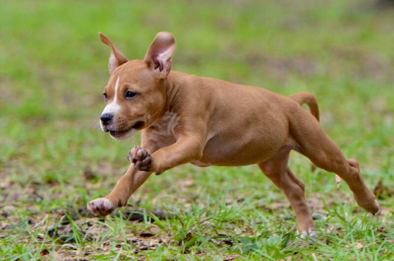 8 weeks