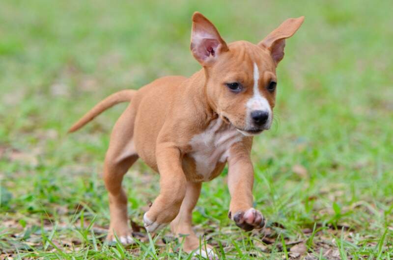8 weeks