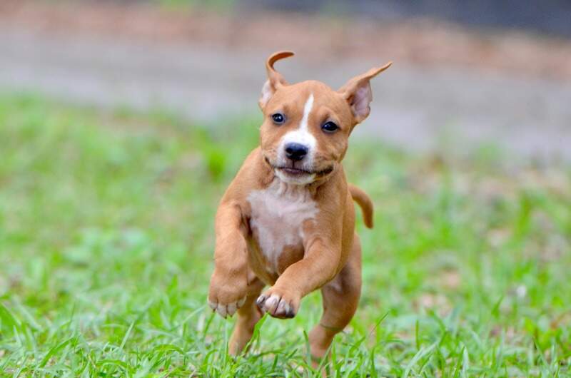 8 weeks