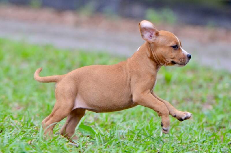 8 weeks