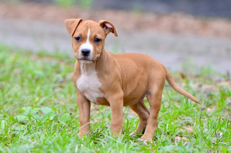 8 weeks