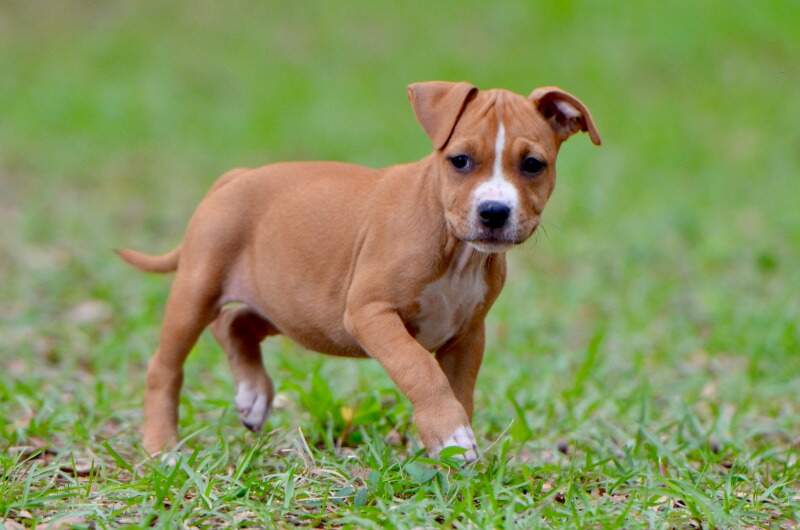 8 weeks