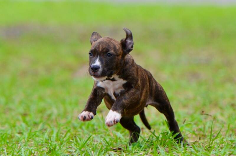 8 weeks