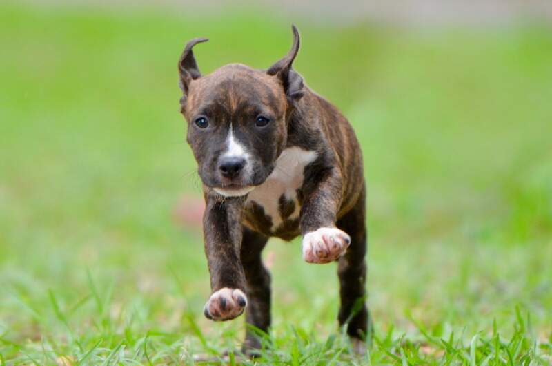 8 weeks