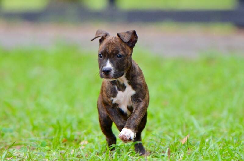 8 weeks