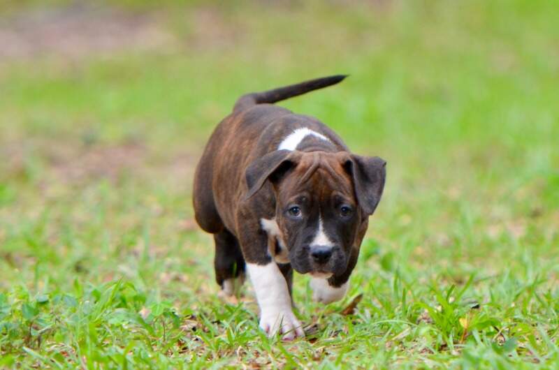 8 weeks
