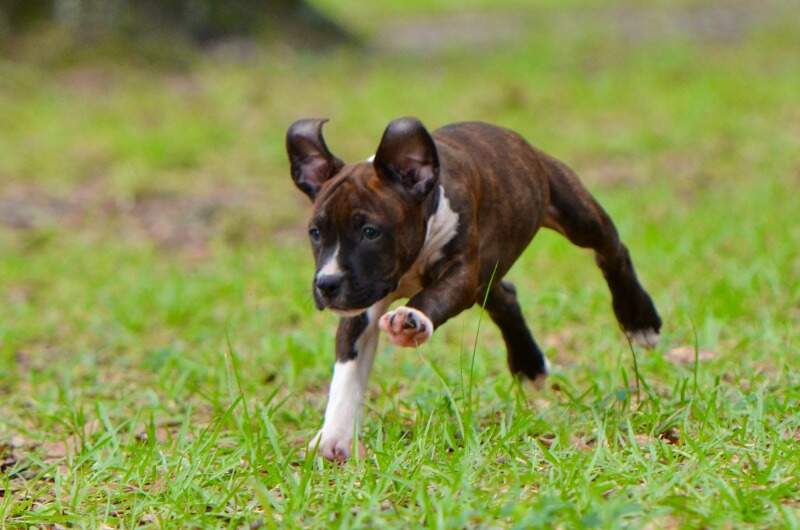 8 weeks