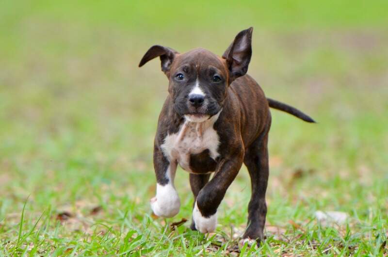 8 weeks