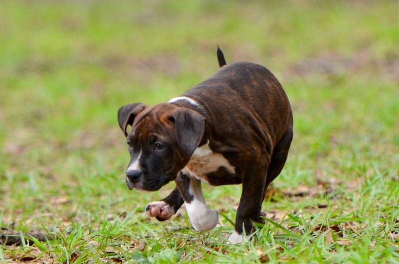 8 weeks