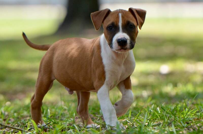 Boy 2 - Male American Staffordshire Terrier puppy from LBK AmStaffs