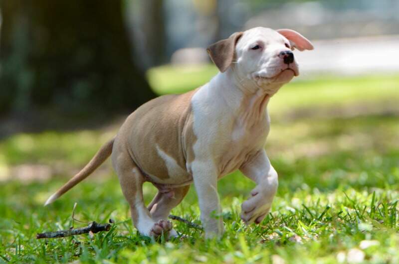 8 weeks
