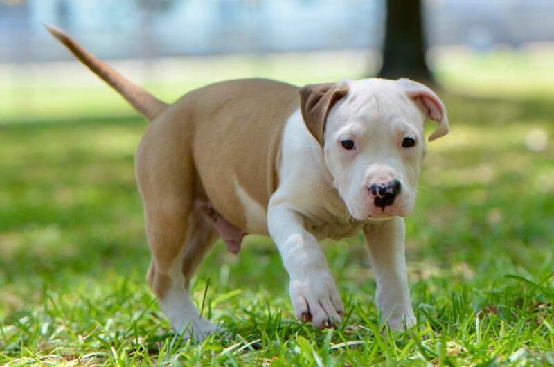 8 weeks