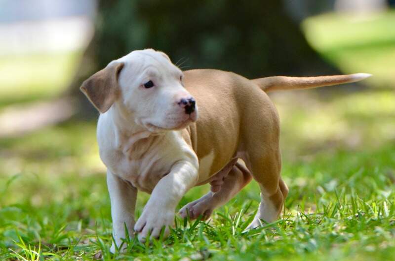 8 weeks