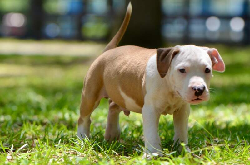 8 weeks