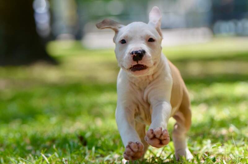 8 weeks