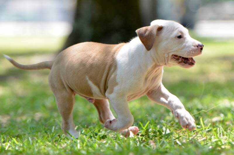 8 weeks