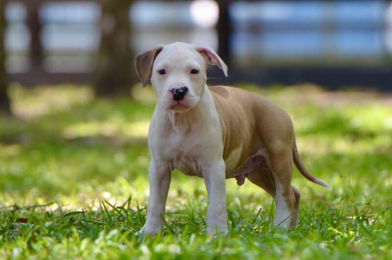 Boy 3 - Male American Staffordshire Terrier puppy from LBK AmStaffs