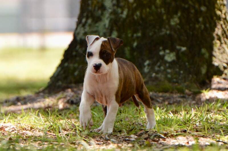 8 weeks