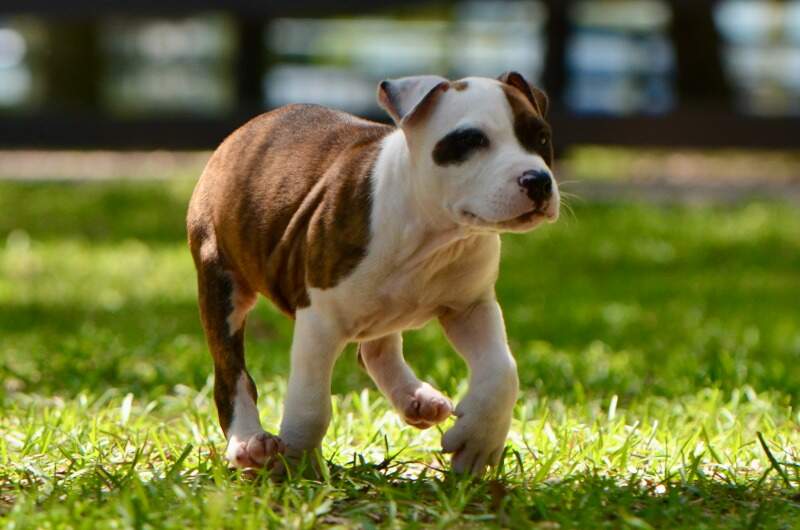 Boy 4 - Male American Staffordshire Terrier puppy from LBK AmStaffs