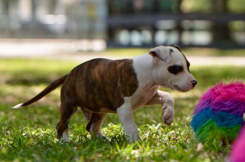8 weeks