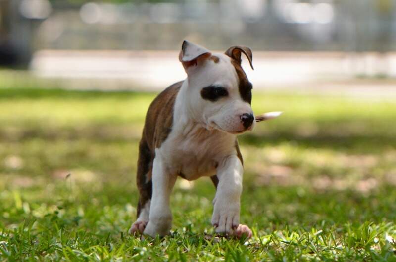 8 weeks