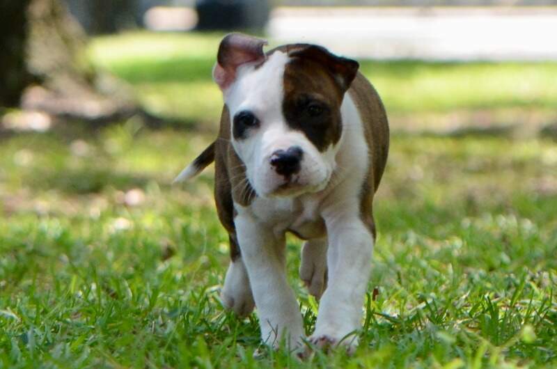 8 weeks