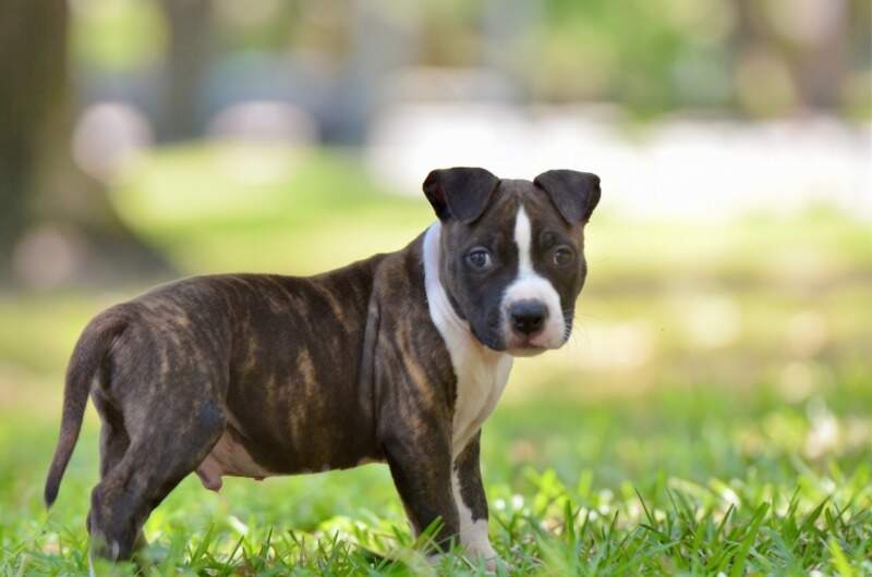 8 weeks