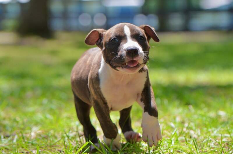 8 weeks
